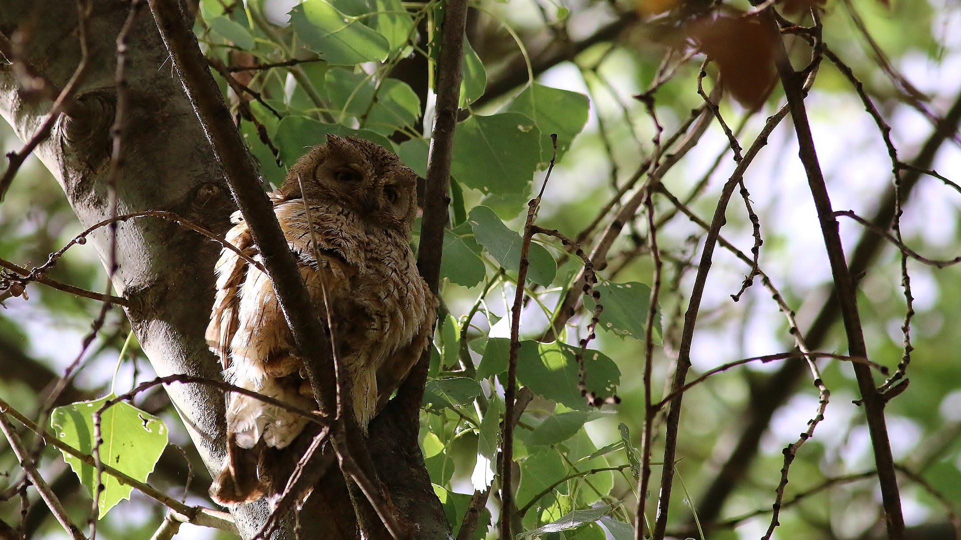 Pallid Scops-Owl